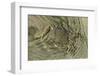 Superbly Camouflaged Crab on Playa Guiones Beach-Rob Francis-Framed Photographic Print