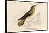 Supercilious Hummingbird-null-Framed Stretched Canvas