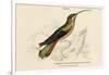 Supercilious Hummingbird-null-Framed Art Print