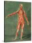 Superficial Muscular System of the Front of the Body-Arnauld Eloi Gautier D'agoty-Stretched Canvas