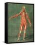 Superficial Muscular System of the Front of the Body-Arnauld Eloi Gautier D'agoty-Framed Stretched Canvas