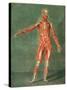 Superficial Muscular System of the Front of the Body-Arnauld Eloi Gautier D'agoty-Stretched Canvas