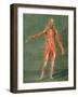 Superficial Muscular System of the Front of the Body-Arnauld Eloi Gautier D'agoty-Framed Giclee Print