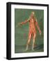 Superficial Muscular System of the Front of the Body-Arnauld Eloi Gautier D'agoty-Framed Giclee Print