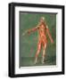 Superficial Muscular System of the Front of the Body-Arnauld Eloi Gautier D'agoty-Framed Giclee Print