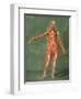 Superficial Muscular System of the Front of the Body-Arnauld Eloi Gautier D'agoty-Framed Giclee Print