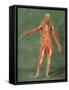 Superficial Muscular System of the Front of the Body-Arnauld Eloi Gautier D'agoty-Framed Stretched Canvas