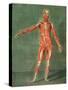 Superficial Muscular System of the Front of the Body-Arnauld Eloi Gautier D'agoty-Stretched Canvas