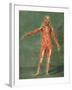 Superficial Muscular System of the Front of the Body-Arnauld Eloi Gautier D'agoty-Framed Giclee Print