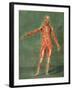 Superficial Muscular System of the Front of the Body-Arnauld Eloi Gautier D'agoty-Framed Giclee Print