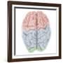 Superior View of Human Brain with Colored Lobes-Stocktrek Images-Framed Art Print