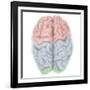 Superior View of Human Brain with Colored Lobes-Stocktrek Images-Framed Art Print