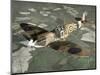 Supermarine Spitfire Mk Vb, 1941-Chas Brown-Mounted Photographic Print