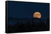 Supermoon Ridge Rise-Brenda Petrella Photography LLC-Framed Stretched Canvas