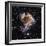 Supernova Remnant LMC N 49-null-Framed Premium Photographic Print