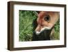 Superrb Natural close up of Red Fox in Natural Habitat-Veneratio-Framed Photographic Print