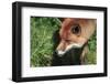 Superrb Natural close up of Red Fox in Natural Habitat-Veneratio-Framed Photographic Print