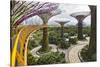 Supertree Grove and Skywalk in the Gardens by the Bay, Marina South, Singapore.-Cahir Davitt-Stretched Canvas