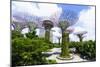 Supertree Grove in the Gardens by the Bay, a Futuristic Botanical Gardens and Park, Marina Bay-Fraser Hall-Mounted Photographic Print