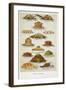 Supper Dishes. Meat and Fish Dishes-Isabella Beeton-Framed Giclee Print