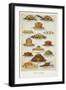 Supper Dishes. Meat and Fish Dishes-Isabella Beeton-Framed Giclee Print