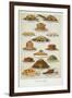 Supper Dishes. Meat and Fish Dishes-Isabella Beeton-Framed Giclee Print