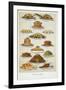 Supper Dishes. Meat and Fish Dishes-Isabella Beeton-Framed Giclee Print