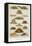 Supper Dishes. Meat and Fish Dishes-Isabella Beeton-Framed Stretched Canvas