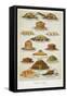 Supper Dishes. Meat and Fish Dishes-Isabella Beeton-Framed Stretched Canvas