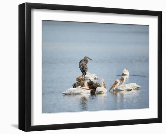 Support Group-Jai Johnson-Framed Giclee Print