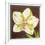 Surabaya Orchid Petites B-Judy Shelby-Framed Art Print