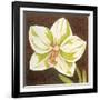 Surabaya Orchid Petites B-Judy Shelby-Framed Art Print