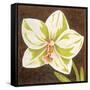 Surabaya Orchid Petites B-Judy Shelby-Framed Stretched Canvas
