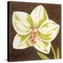 Surabaya Orchid Petites B-Judy Shelby-Stretched Canvas