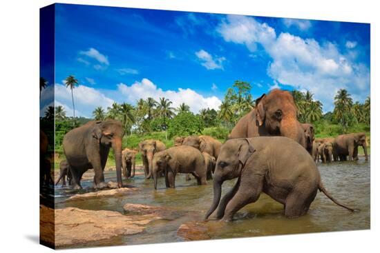 Stretched Canvas Print, , large