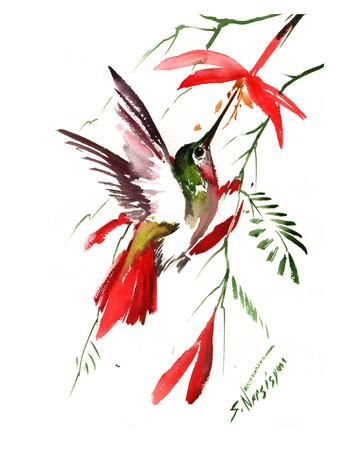 Hummingbird 8