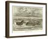 Surf-Bathing at Hilo-null-Framed Giclee Print