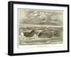 Surf-Bathing at Hilo-null-Framed Giclee Print