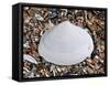 Surf Clam Shell on Beach, Belgium-Philippe Clement-Framed Stretched Canvas