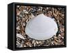 Surf Clam Shell on Beach, Belgium-Philippe Clement-Framed Stretched Canvas