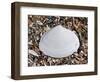 Surf Clam Shell on Beach, Belgium-Philippe Clement-Framed Photographic Print