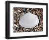 Surf Clam Shell on Beach, Belgium-Philippe Clement-Framed Photographic Print