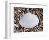 Surf Clam Shell on Beach, Belgium-Philippe Clement-Framed Photographic Print