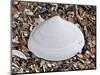 Surf Clam Shell on Beach, Belgium-Philippe Clement-Mounted Photographic Print