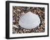 Surf Clam Shell on Beach, Belgium-Philippe Clement-Framed Photographic Print