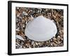 Surf Clam Shell on Beach, Belgium-Philippe Clement-Framed Photographic Print