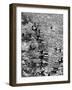 Surf Riders Surfing-Allan Grant-Framed Photographic Print