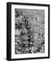 Surf Riders Surfing-Allan Grant-Framed Photographic Print