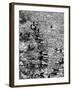 Surf Riders Surfing-Allan Grant-Framed Photographic Print