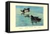 Surf Scoter Ducks-Allan Brooks-Framed Stretched Canvas